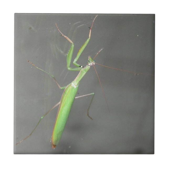 Praying Mantis Kakelplatta (Framsidan)