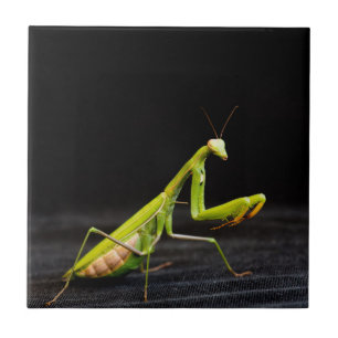 Praying mantis kakelplatta