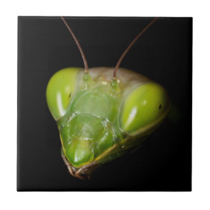 Praying mantis kakelplatta