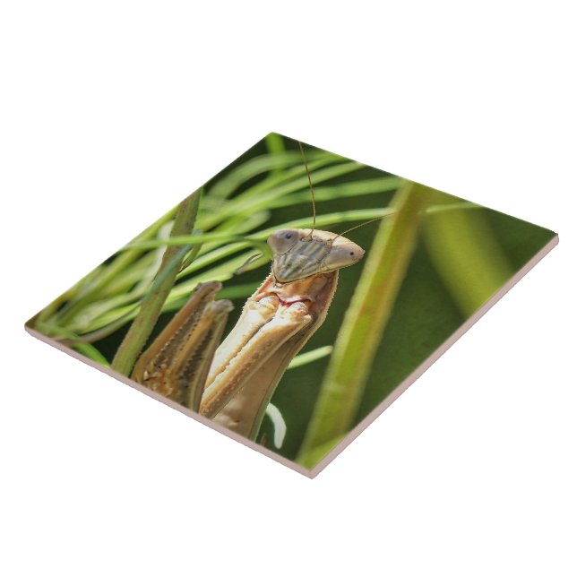 Praying Mantis Kakelplatta (Sidan)