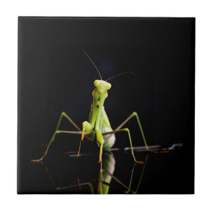 Praying mantis kakelplatta