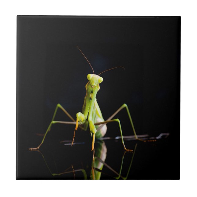 Praying mantis kakelplatta (Framsidan)