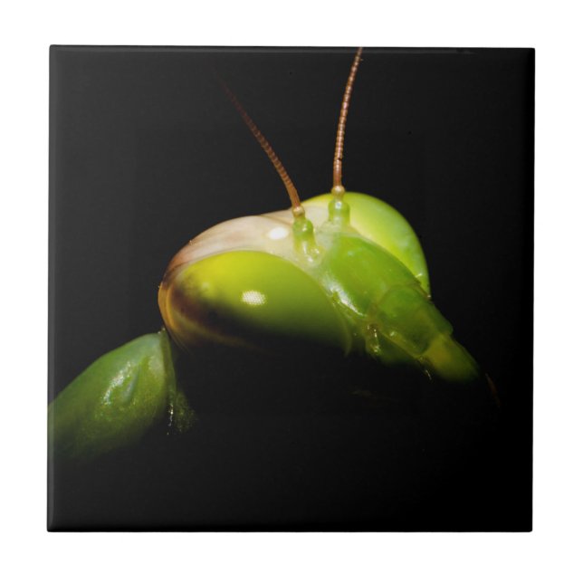 Praying mantis kakelplatta (Framsidan)