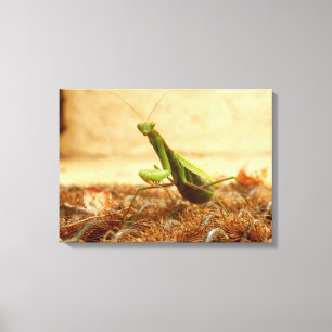 Praying Mantis Kanvastryck
