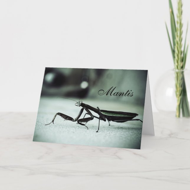 Praying mantis kort (Framsida)