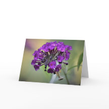 Praying Mantis, kort