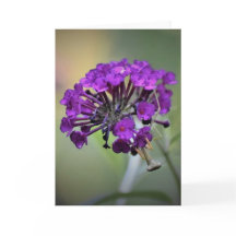 Praying Mantis, kort