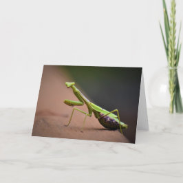 Praying Mantis, kort