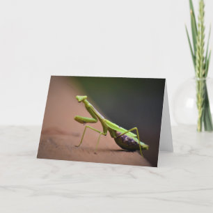 Praying Mantis, kort