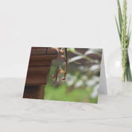 Praying Mantis, kort