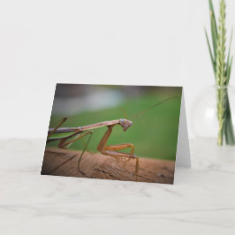 Praying Mantis, kort