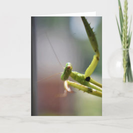 Praying Mantis, kort