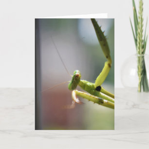 Praying Mantis, kort