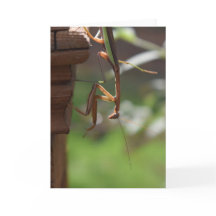 Praying Mantis, kort