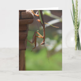 Praying Mantis, kort