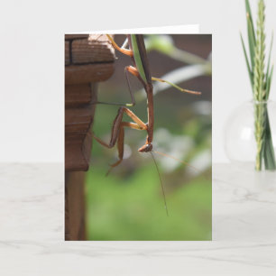 Praying Mantis, kort