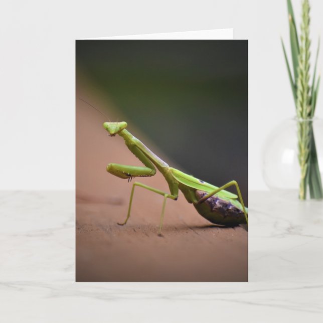 Praying Mantis, kort (Framsida)