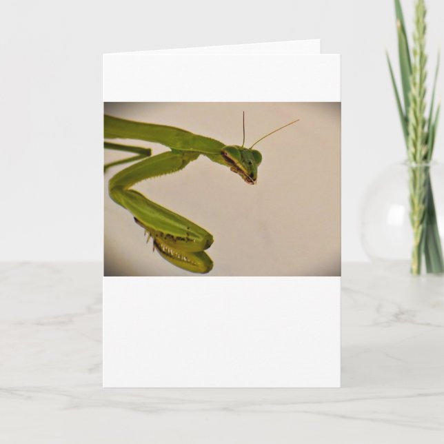 Praying Mantis, kort (Framsida)