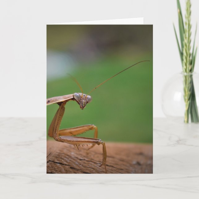 Praying Mantis, kort (Framsida)