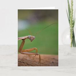 Praying Mantis, kort