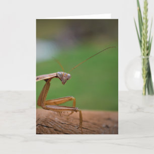 Praying Mantis, kort
