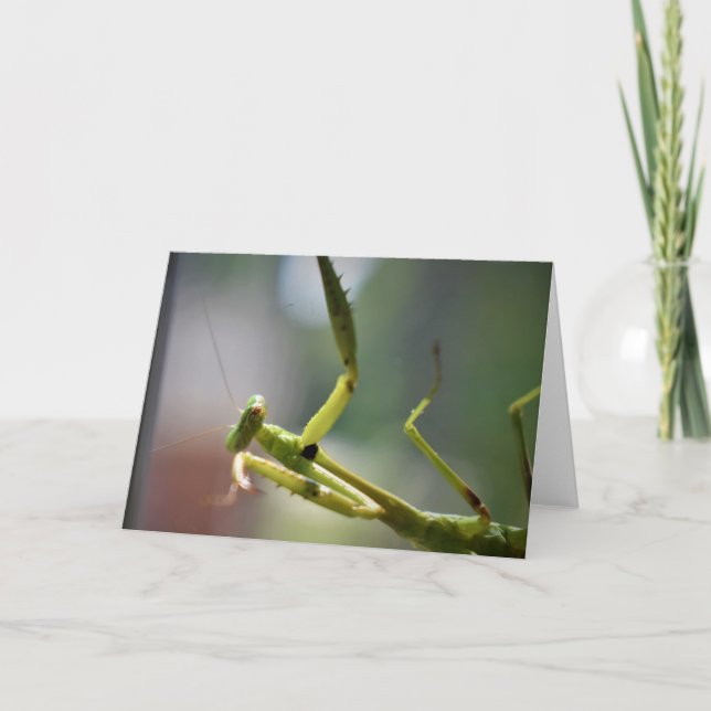 Praying Mantis, kort (Framsida)