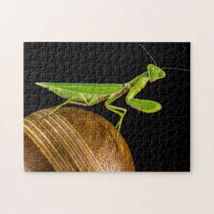 Praying Mantis Macro Pussel
