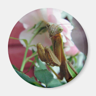 Praying Mantis Magnet
