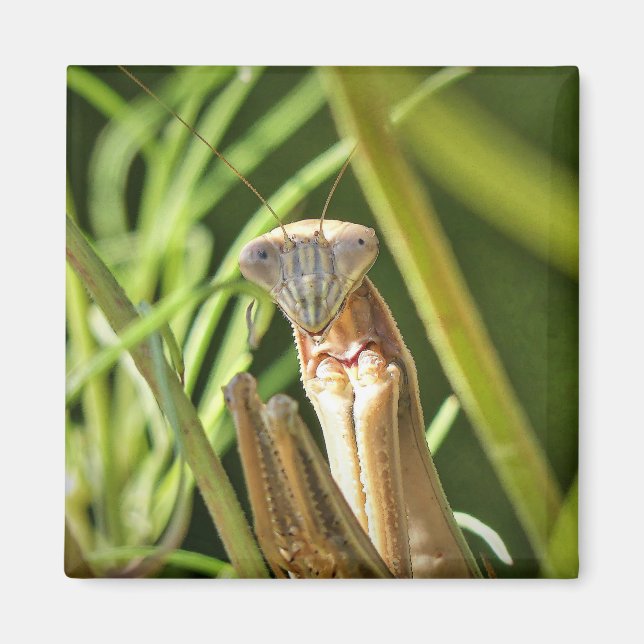 Praying Mantis Magnet (Framsidan)