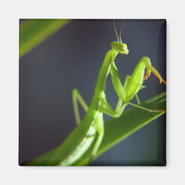 Praying Mantis Magnet (Framsidan)