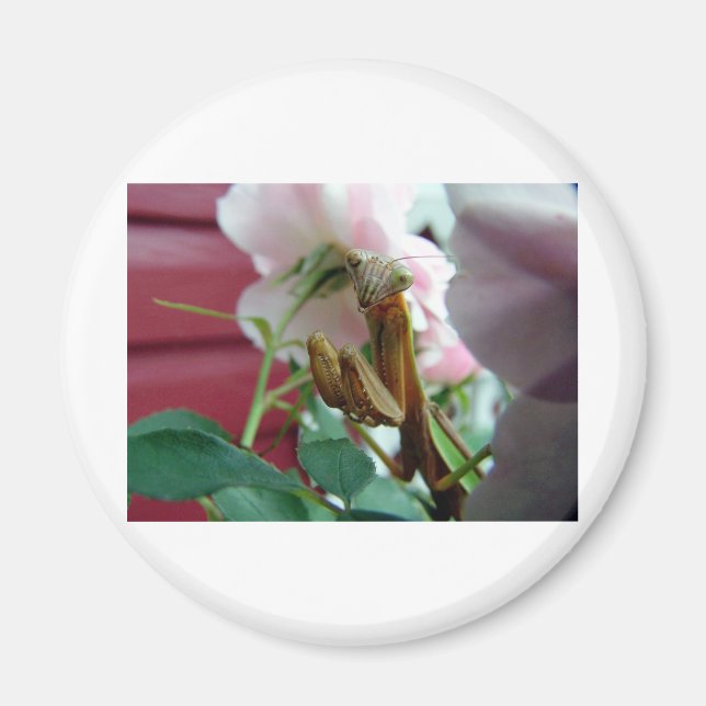 Praying Mantis Magnet (Framsidan)