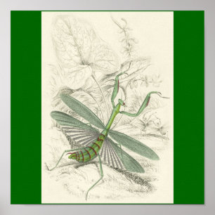 Praying Mantis, Mantis Religiosa Poster