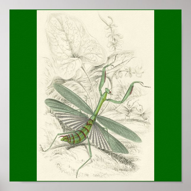 Praying Mantis, Mantis Religiosa Poster (Framsidan)
