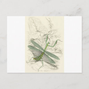 Praying Mantis, Mantis Religiosa Vykort