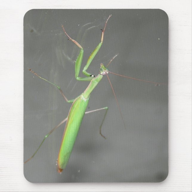 Praying Mantis Mousepad Plus Musmatta (Framsidan)