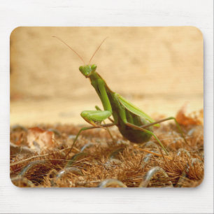 Praying Mantis Musmatta
