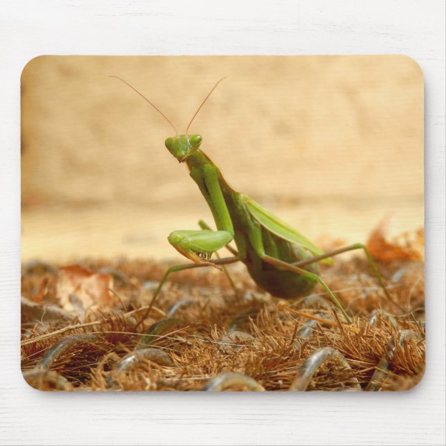 Praying Mantis Musmatta (Framsidan)