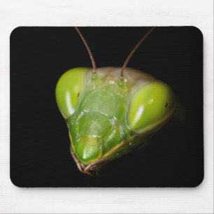 Praying mantis musmatta
