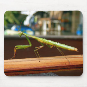 Praying Mantis Musmatta