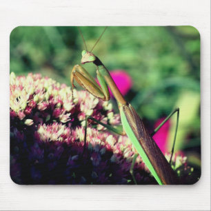 Praying Mantis Nature Musmatta