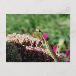 Praying Mantis Nature Photogratography Postcard Vykort