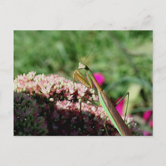 Praying Mantis Nature Photogratography Postcard Vykort (Framsida)