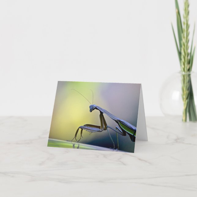 Praying Mantis Notecard Kort (Framsida)