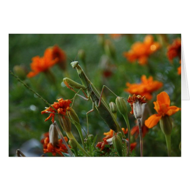 Praying Mantis OBS Kort (Framsidan Horizontal)