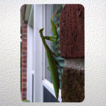 Praying Mantis on Brick Wall