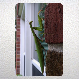 Praying Mantis on Brick Wall Magnet