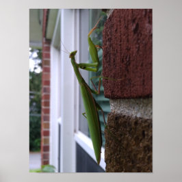 Praying Mantis on Brick Wall Poster
