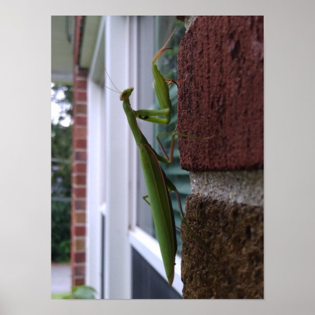 Praying Mantis on Brick Wall Poster (Framsidan)