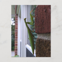 Praying Mantis on Brick Wall Vykort