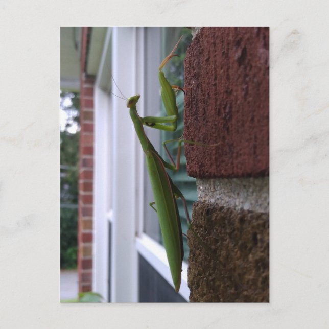 Praying Mantis on Brick Wall Vykort (Framsida)
